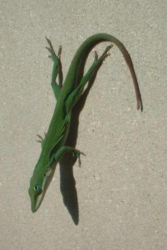 lizardwall02web.jpg