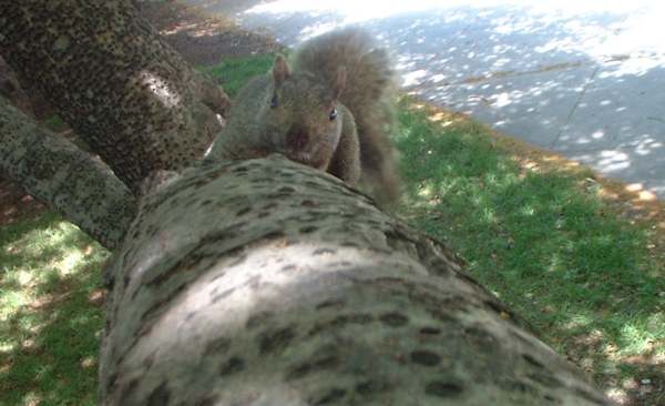 squirrel1.jpg